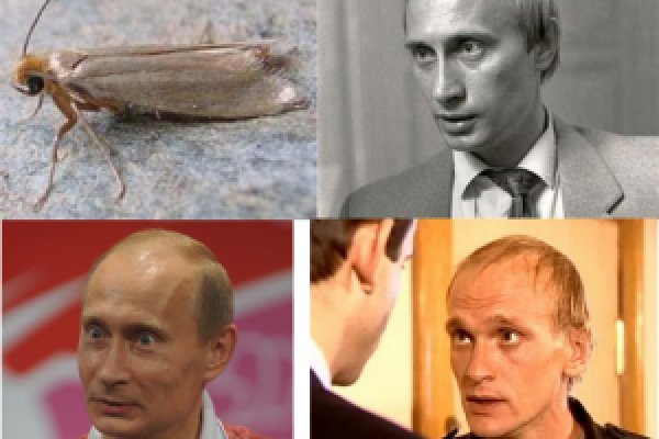 Свежие ссылки кракен