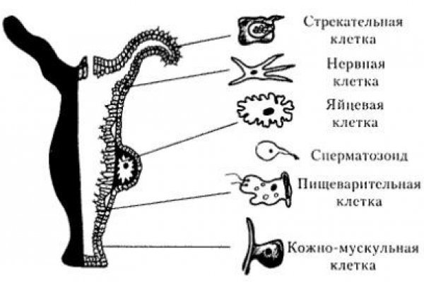 Кракен даркнет тг