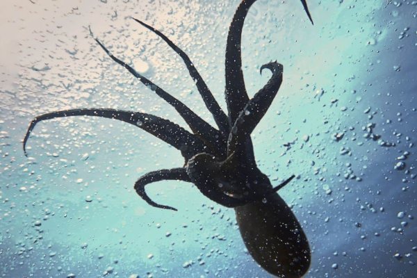 Kraken ссылка актуальная